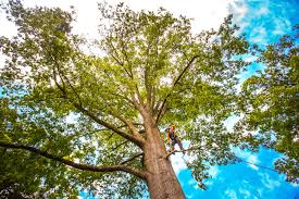 How Our Tree Care Process Works  in Madera Ranchos, CA