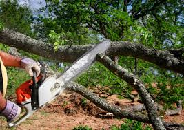 Reliable Madera Ranchos, CA Tree Services Solutions